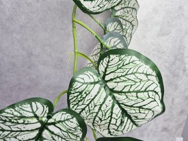 Guia hojas grandes blancas y verde